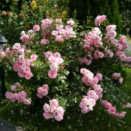 Роза кустовая Bonica (Meilland)