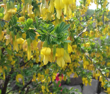 Карагана уссурийская