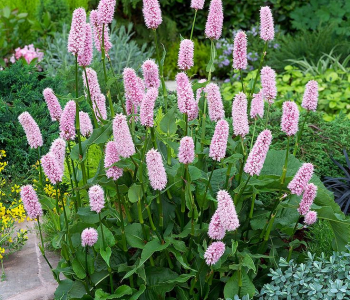 Горец змеинный Superba