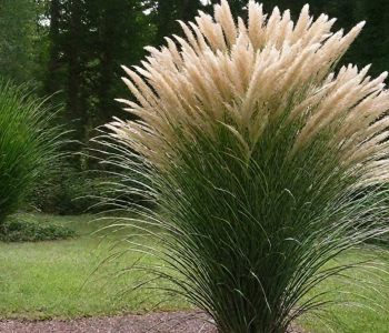 Мискантус китайский Graziella