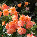 Роза плетистая Westerland (Kordes)