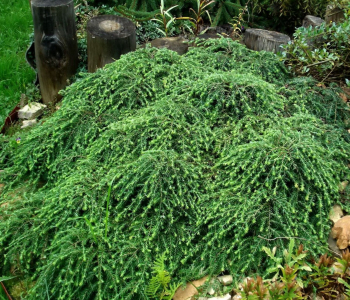 Тсуга канадская Cole`s Prostrate