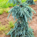 Ель колючая Glauca Pendula