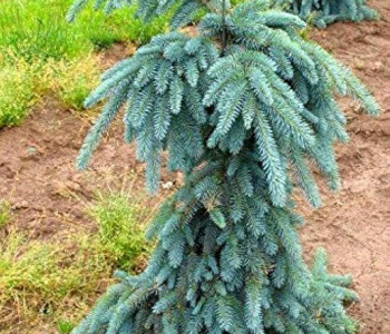 Ель колючая Glauca Pendula