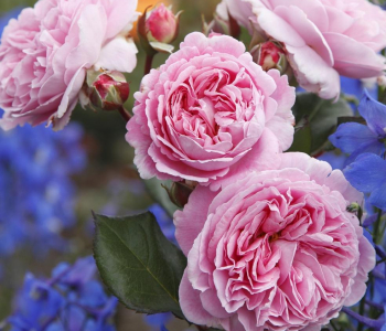 Роза флорибунда Rosengrafin Marie Henriette