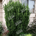 Бересклет японский Green Spire