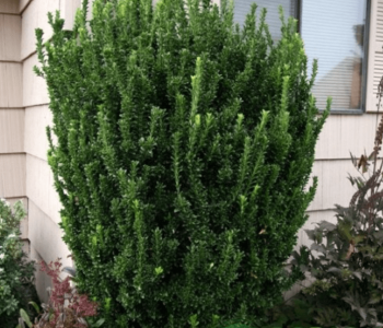 Бересклет японский Green Spire