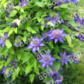 Клематис Multi Blue 
