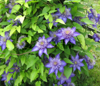 Клематис Multi Blue 
