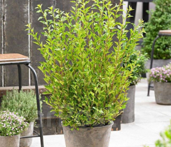 Пузыреплодник калинолистный Little Greeny