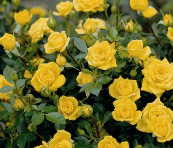 Роза миниатюрная Goldjuwel