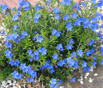 Литодора раскидистая Heavenly Blue