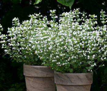 Душевик котовниковидный White Cloud