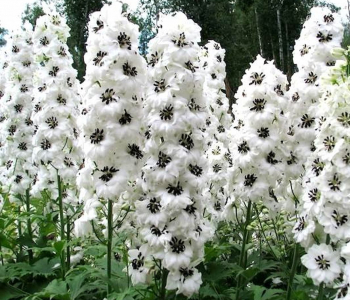 Дельфиниум Magic Fountains White Dark Bee