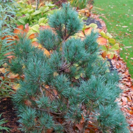 Сосна обыкновенная Chantry Blue
