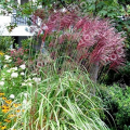 Мискантус китайский Red Chief