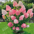 Гортензия метельчатая Pink and Rose