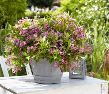 Вейгела Picobella Rosa