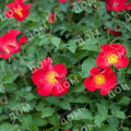 Роза Easy Elegance Sceaming Neon Red 