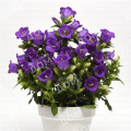 Колокольчик средний Campanella Blue