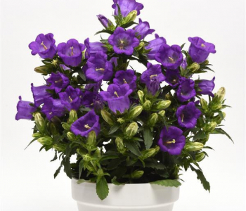 Колокольчик средний Campanella Blue
