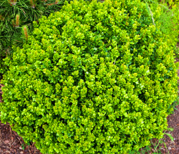 Туя восточная Aurea Nana