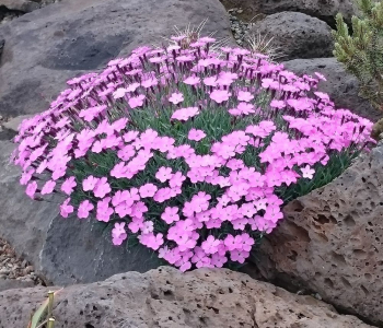 Гвоздика Beauties Vida