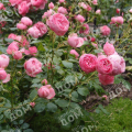 Роза флорибунда Pomponella (Kordes)