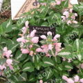 Яснотка пятнистая Roseum