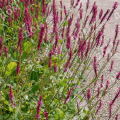 Горец свечевидный Speciosa