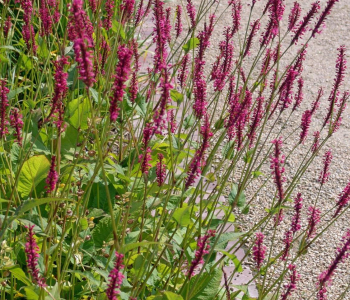 Горец свечевидный Speciosa