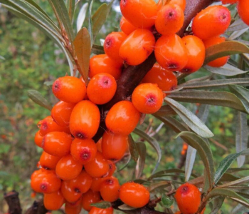 Облепиха Джемовая