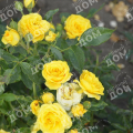 Роза миниатюрная Goldjuwel
