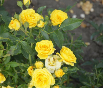 Роза миниатюрная Goldjuwel