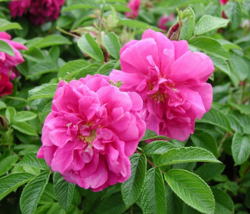 Роза морщинистая