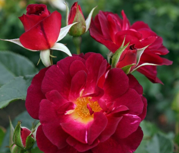 Роза кустовая Ile de Fleurs (Kordes)