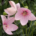 Платикодон крупноцветковый Fuji Pink