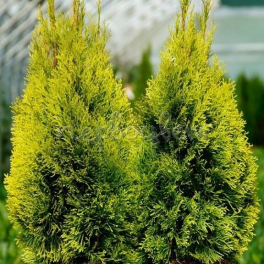 Туя западная Golden Brabant