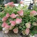 Гортензия метельчатая Touch of Pink