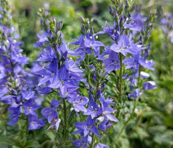 Вероника австрийская