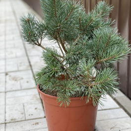 Сосна обыкновенная Chantry Blue