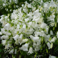 Колокольчик ложечницелистный Alba