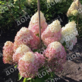 Гортензия метельчатая Royal Flower