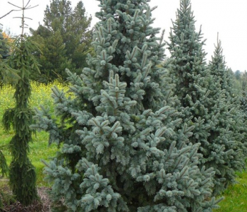 Ель колючая Retroflexa