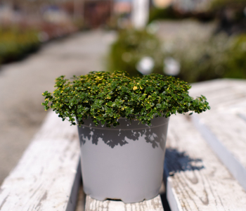 Тимьян лимоннопахнущий Doone Valley