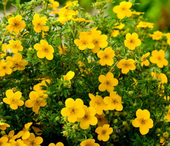 Лапчатка кустарниковая Goldfinger