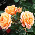 Роза миниатюрная Apricot Clementine