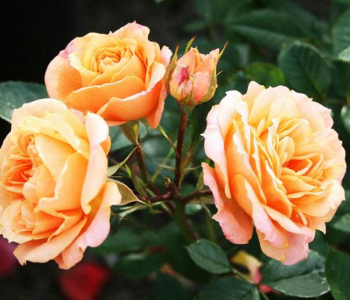 Роза миниатюрная Apricot Clementine