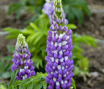 Люпин многолистный Gallery Blue