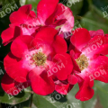 Роза Easy Elegance Sceaming Neon Red 